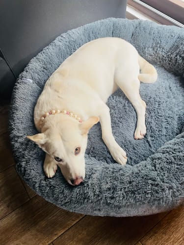 Customer photo review of Cama Antiestrés para Perros