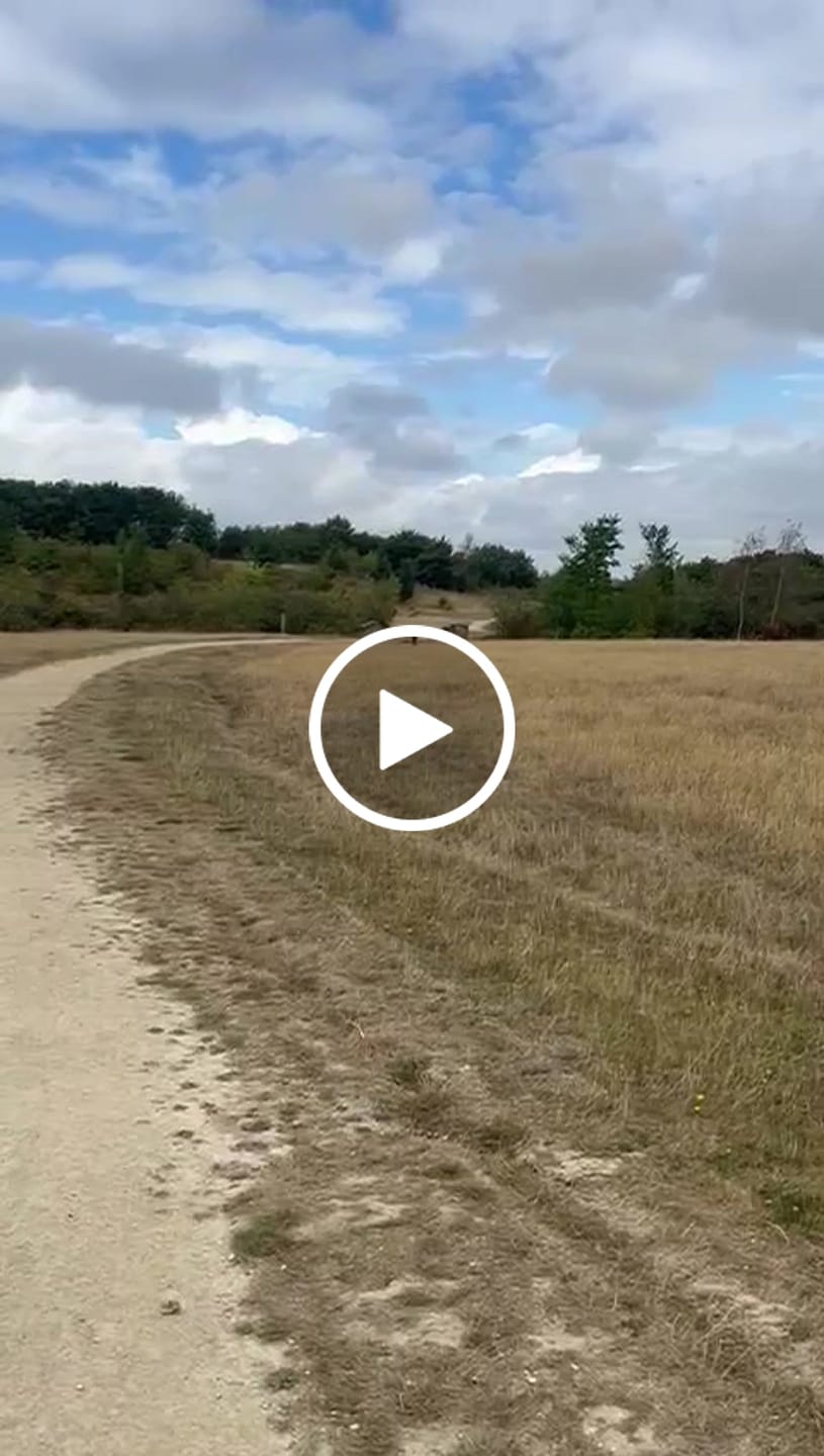 Customer video review of Waterproof Remote-Controlled Electric Dog Training Collar for All Dogs
