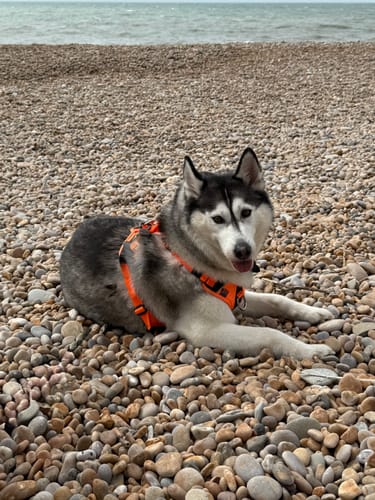 Louise C. review of Anti Pull Hurricane Harness - With Handle - Orange image 1 out of 1