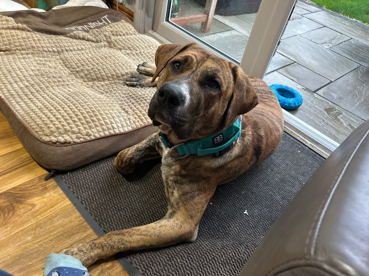 Customer photo review of 5cm Combat® Collar | With Handle & Secure Clip - Turquoise
