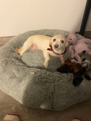 Customer photo review of Cama Antiestrés para Perros Lino