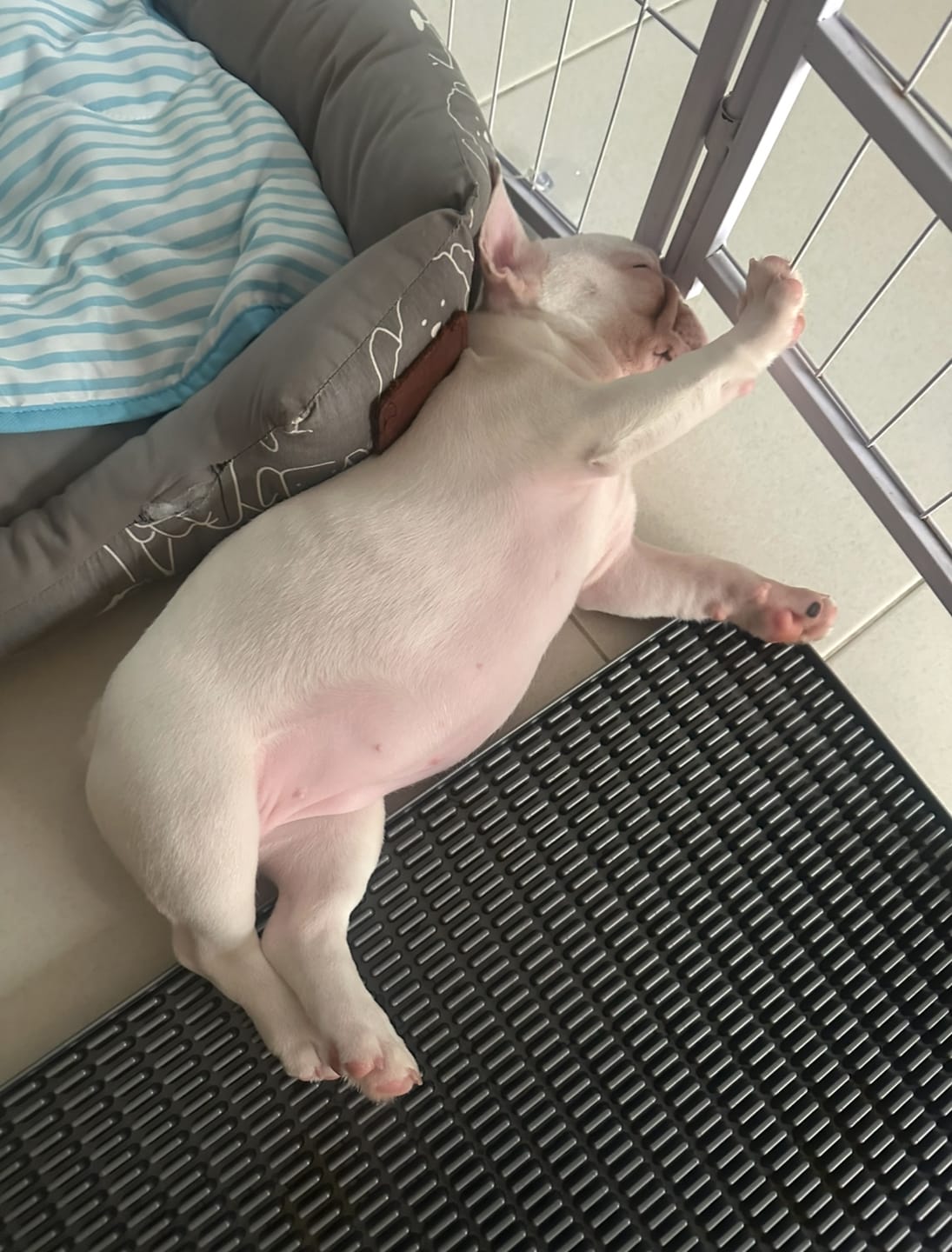 Customer photo review of Extended Protrusion Potty Pad (Size L)
