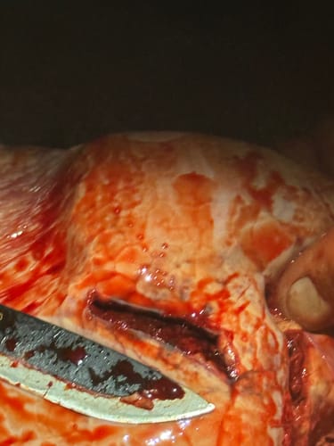 Customer photo review of Deep Six Broadheads