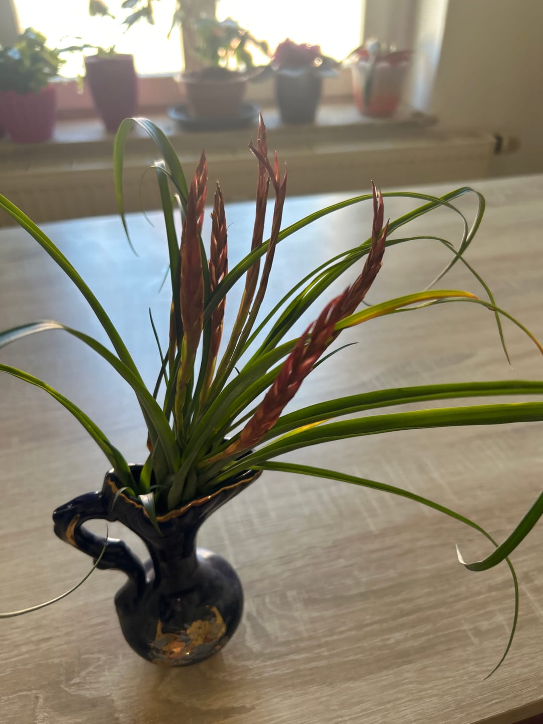 Customer photo review of Tillandsia flabellata 'L'
