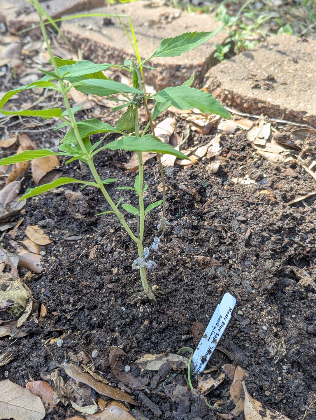 Customer photo review of Mealy Sage 'Henry Duelberg'