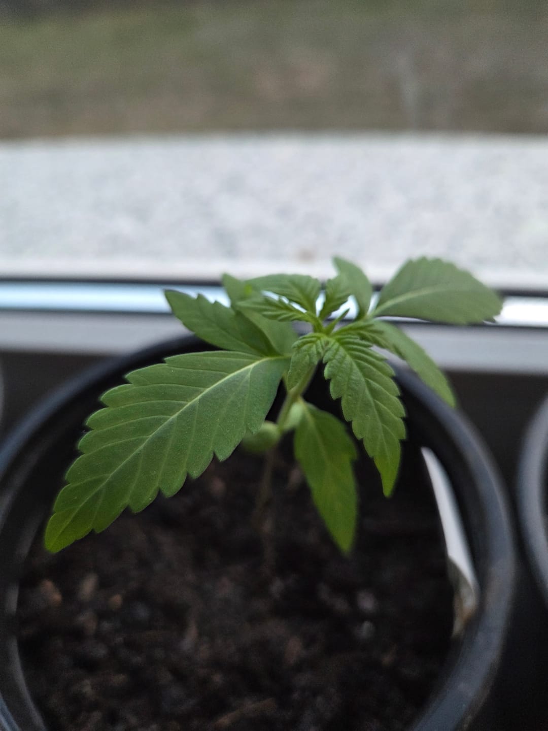 Customer photo review of Gelato F1 Cali Weed THC Samen – 50 Tage von Keimung bis Ernte – Autoflower – Die schnellsten Cannabis Samen der Welt