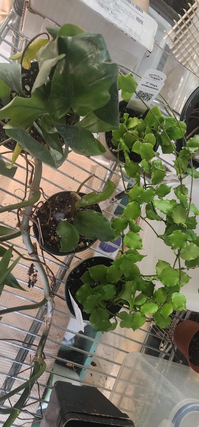 Customer photo review of Hoya endauensis