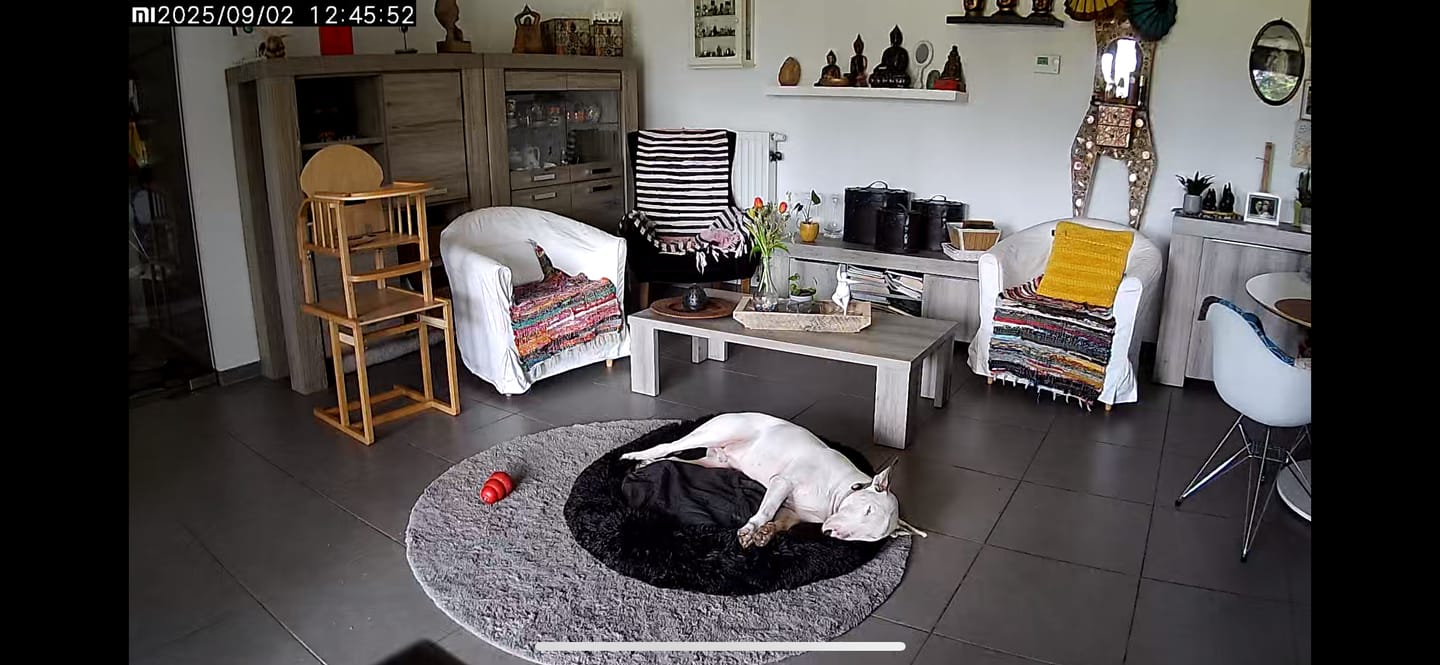 Customer photo review of Pet Perfect Fluffy Donut Hondenmand - Rond - Wasbaar