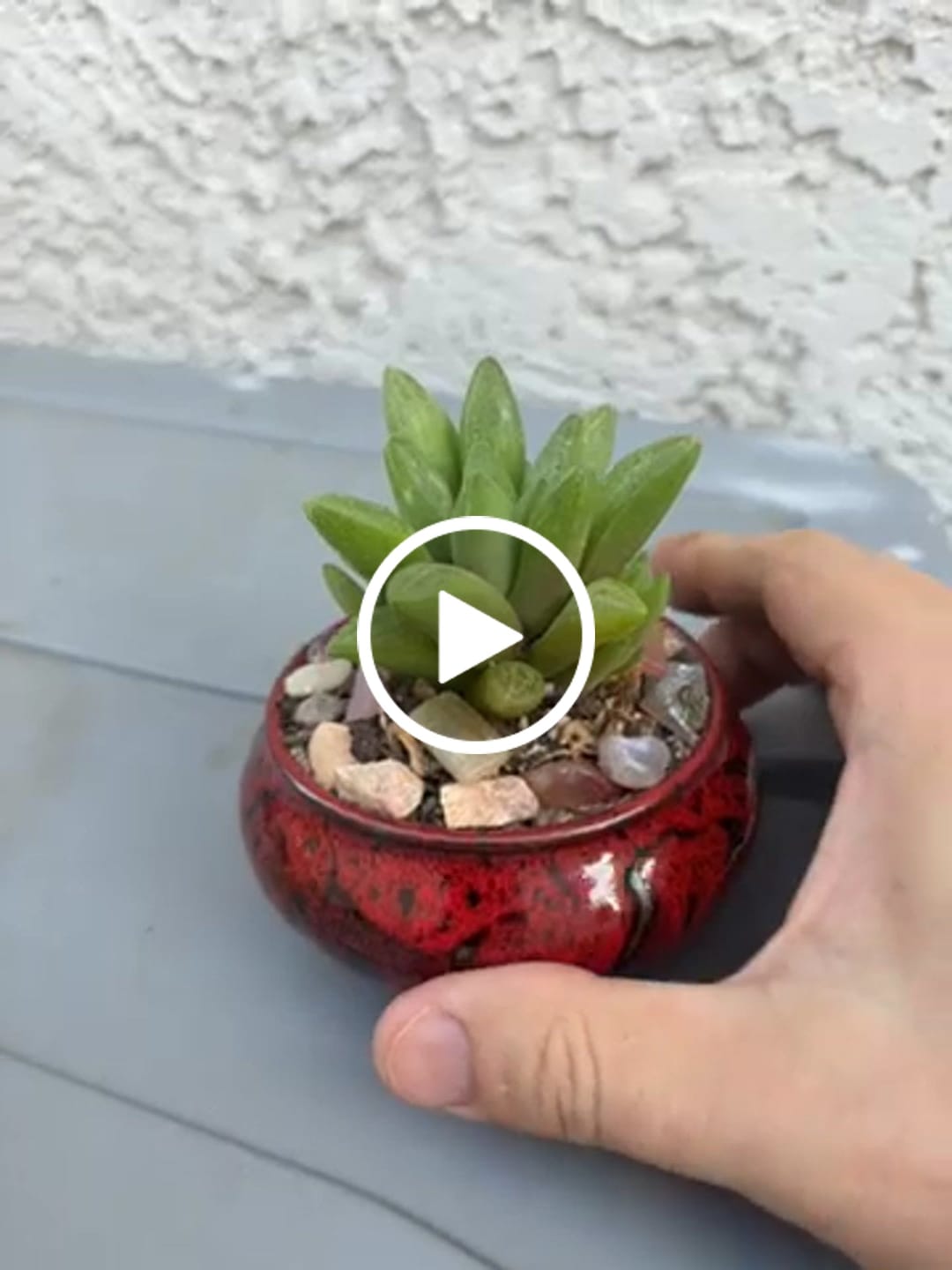 Customer video review of Haworthia turgida var. suberecta
