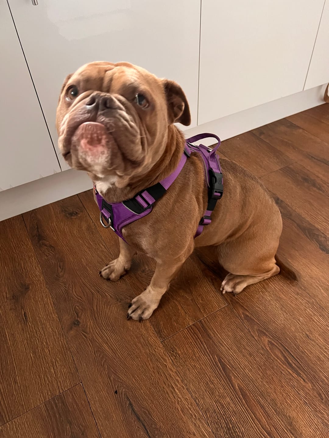 Customer photo review of Anti Pull Hurricane Harness - With Handle - Purple