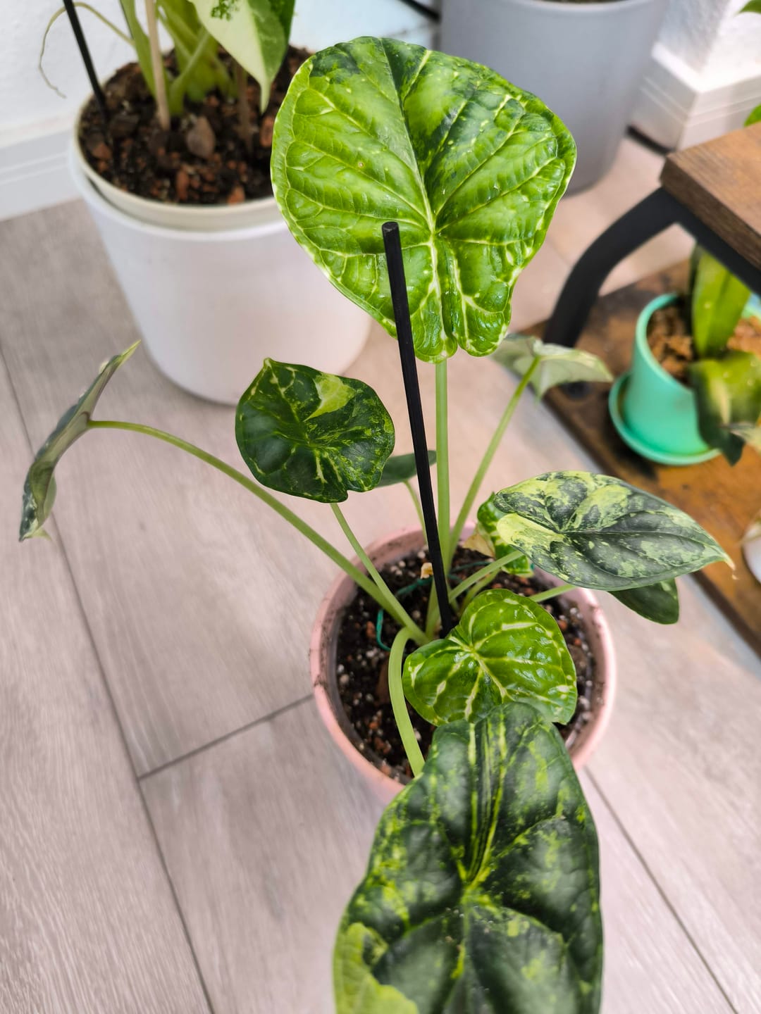 Customer photo review of ALOCASIA DRAGON SCALE VARIEGATA
