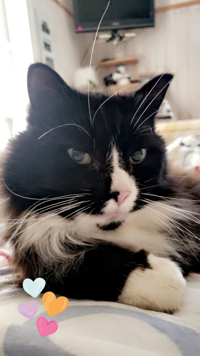 Customer photo review of Fästinghalsband för både hund & katt