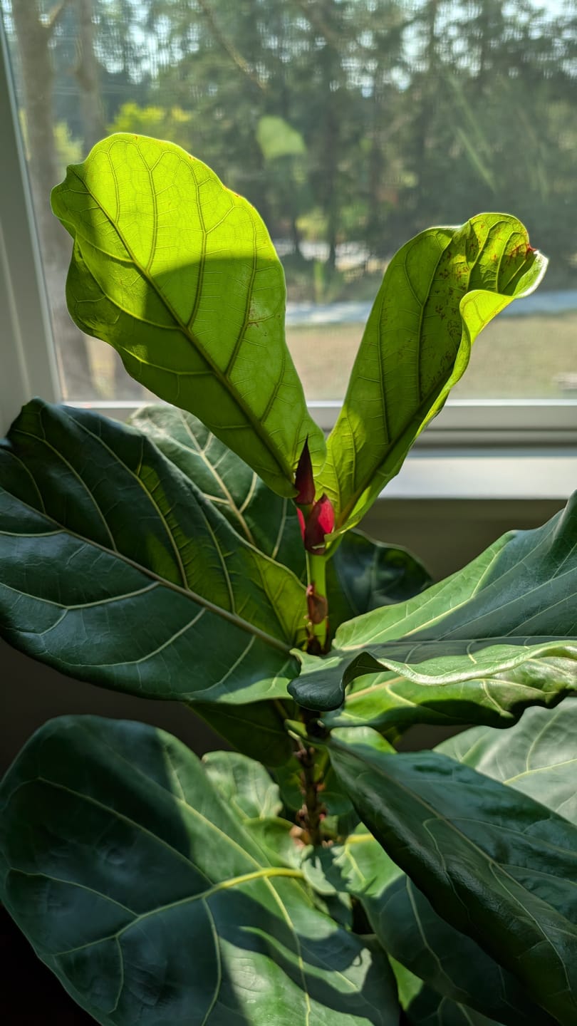 Customer photo review of Kelpy Food for Plants
