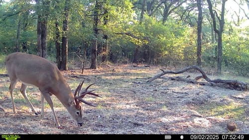 Customer photo review of Whitetail Hill Clover