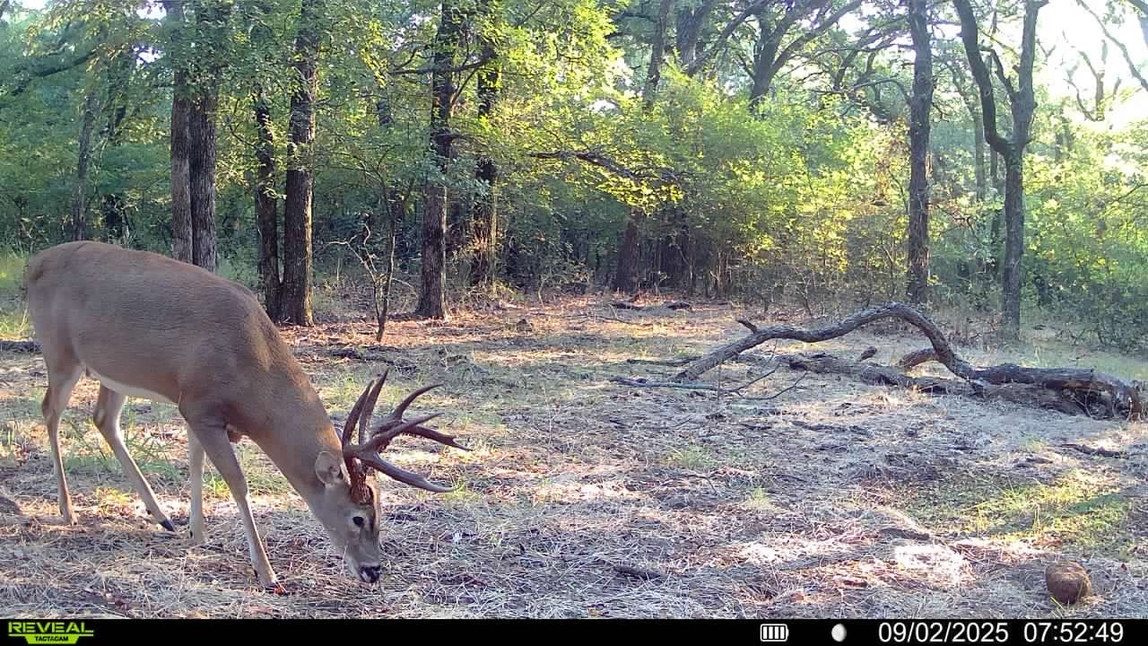 Customer photo review of Whitetail Hill Clover