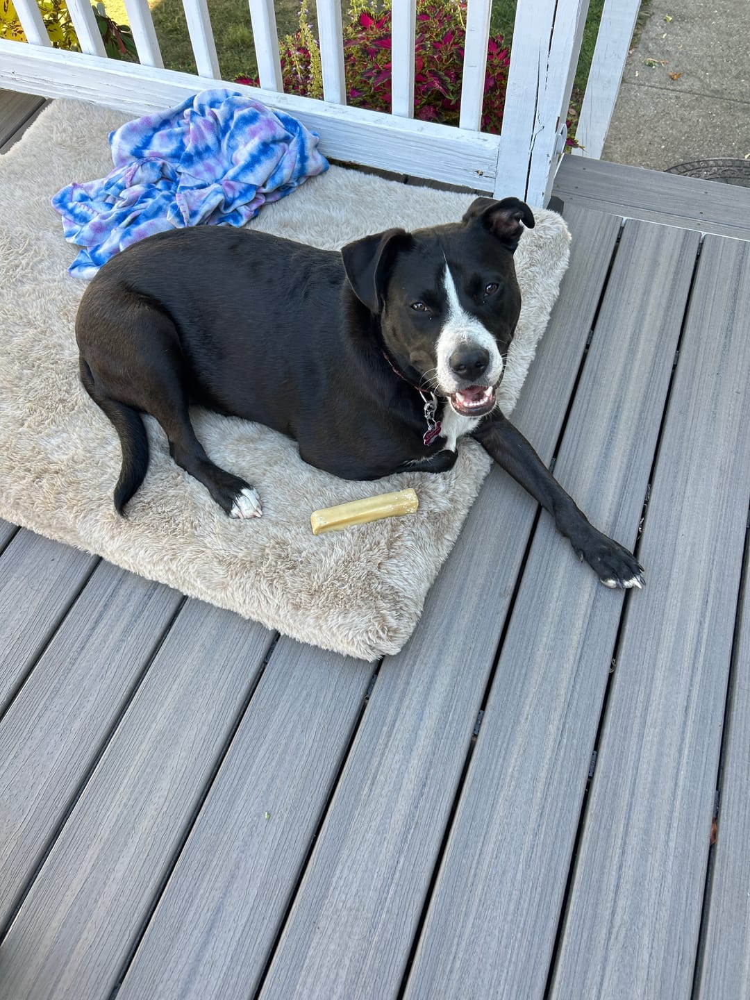 Customer photo review of Strawberry Himalayan Yak Chew (MEDIUM)