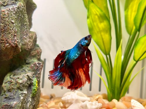 Customer photo review of Multicolor Halfmoon Male Betta Fish | High Grade | Order Directly From Farm |  You Pick Fish |