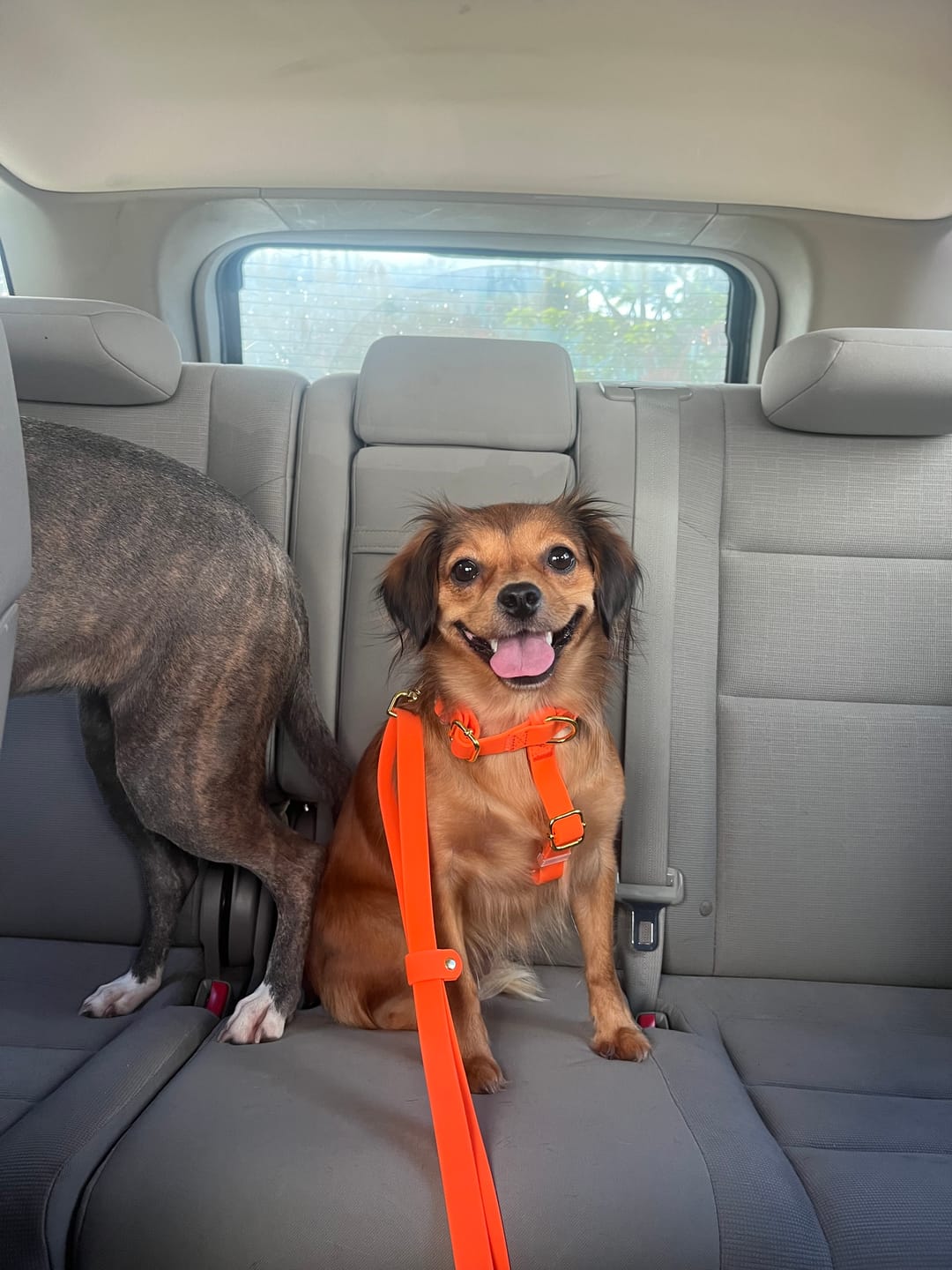 Customer photo review of Waterproof Hands-Free Deluxe Bundle