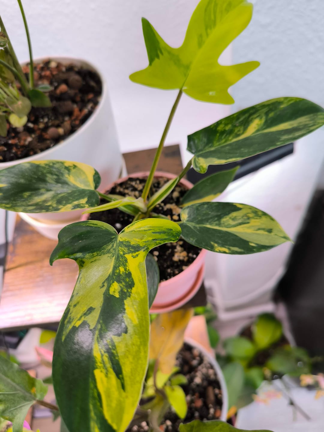 Customer photo review of PHILODENDRON FLORIDA BEAUTY