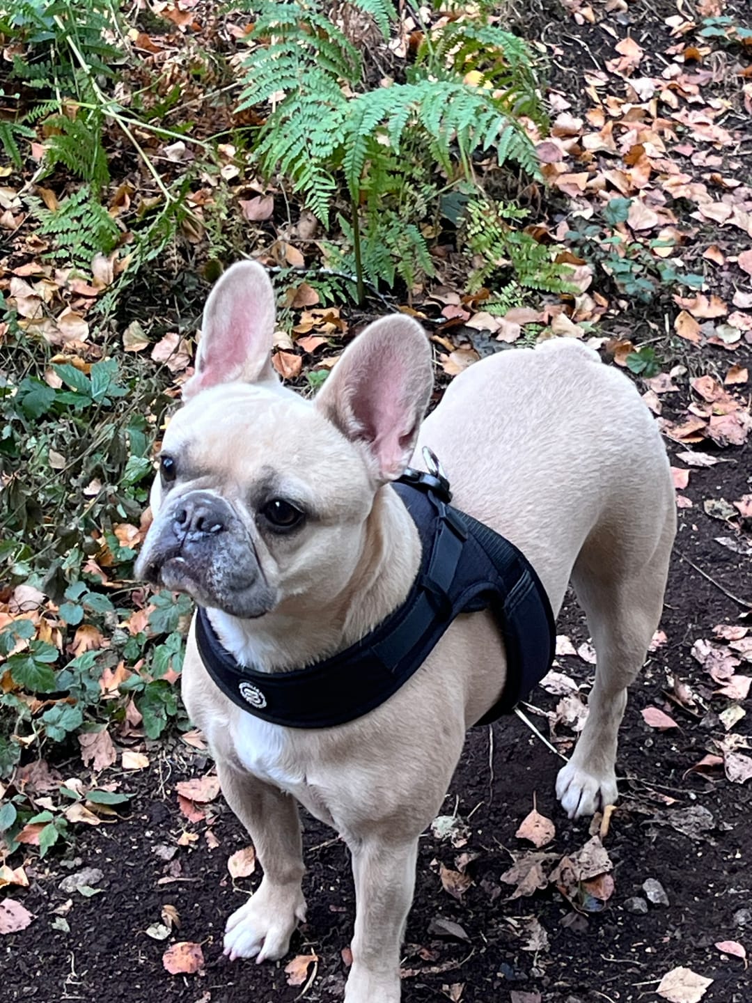 Customer photo review of Boomerang Harness - XS-M Breeds - Black