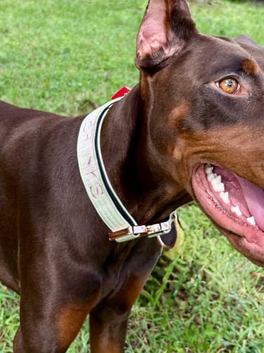 Customer photo review of 1.5" Tacti Dog Collar Slim Luxe - Rose Gold - Honeydew