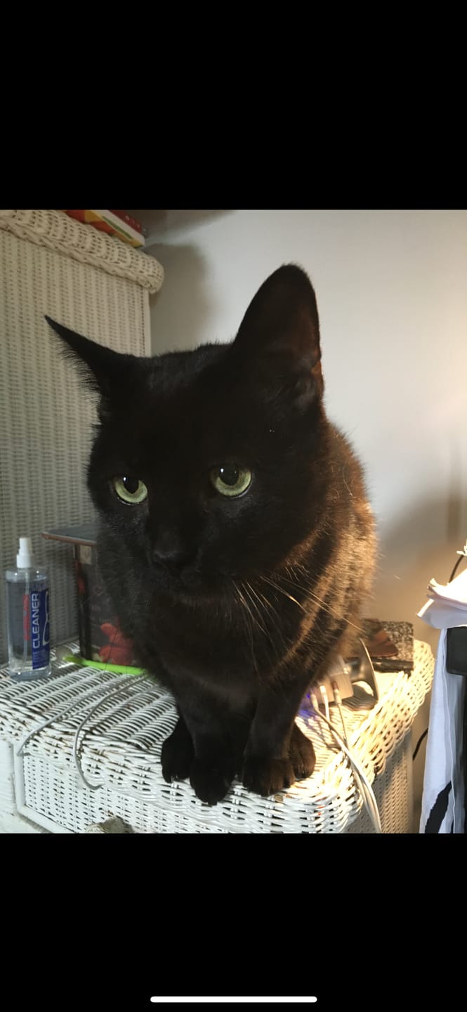 Customer photo review of Cat Weight Gain + Hyperthyroidism Support Remedy