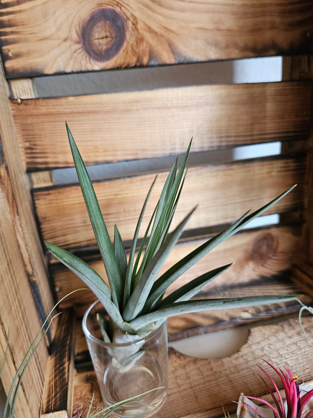 Customer photo review of Tillandsia fasciculata