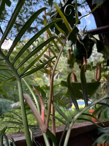 Customer photo review of Plant Food