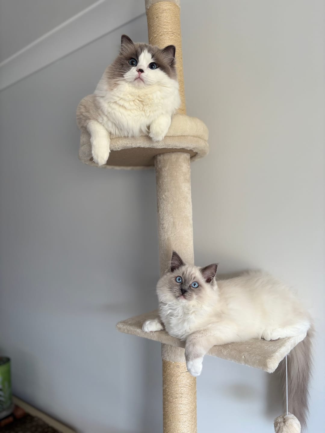 Customer photo review of Floor to Ceiling Cat Tree 230-275cm