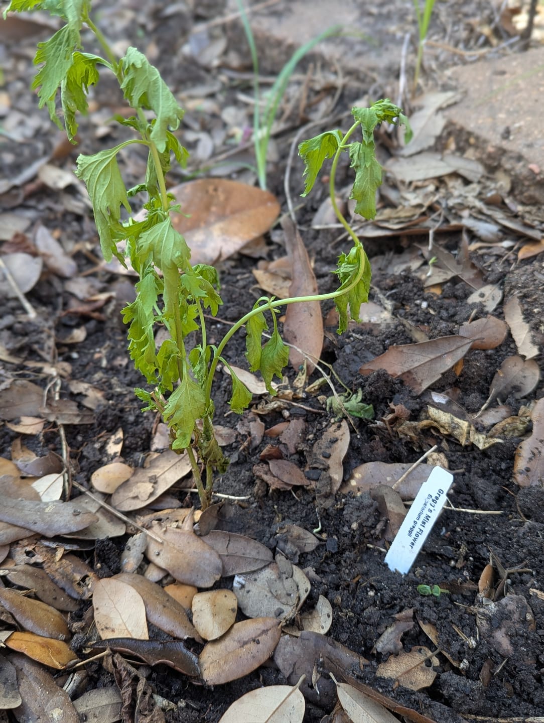 Customer photo review of Gregg's Mistflower