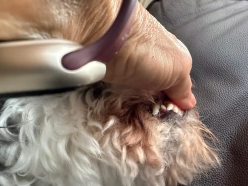 Customer photo review of FreshWipes Kit – Protects Against Dental Diseases
