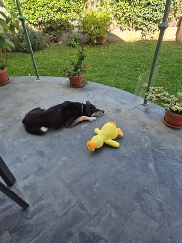 Customer photo review of Duck™ - Il Pupazzo Indistruttibile
