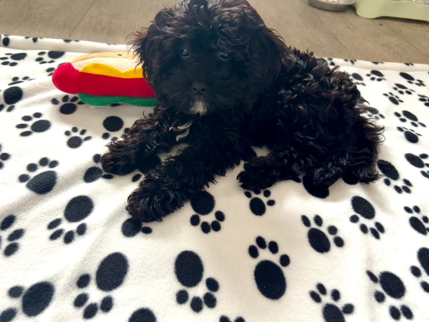 Customer photo review of Black Paws on White Anti Pill Polar Fleece Fabric