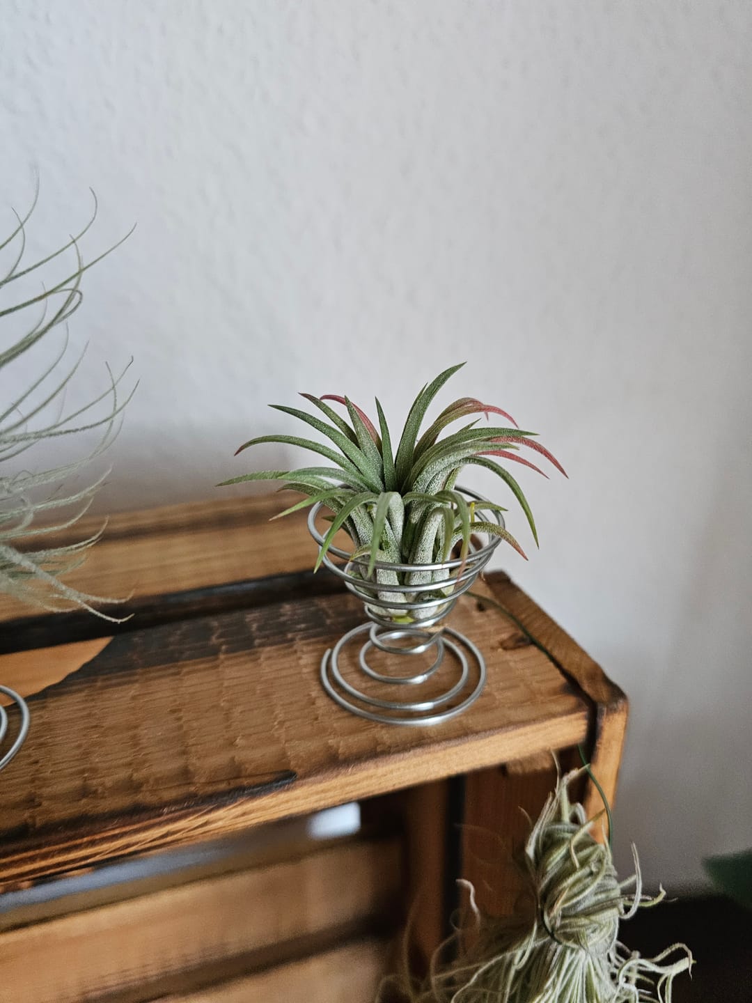 Customer photo review of Tillandsia ionantha 'Red Marble'