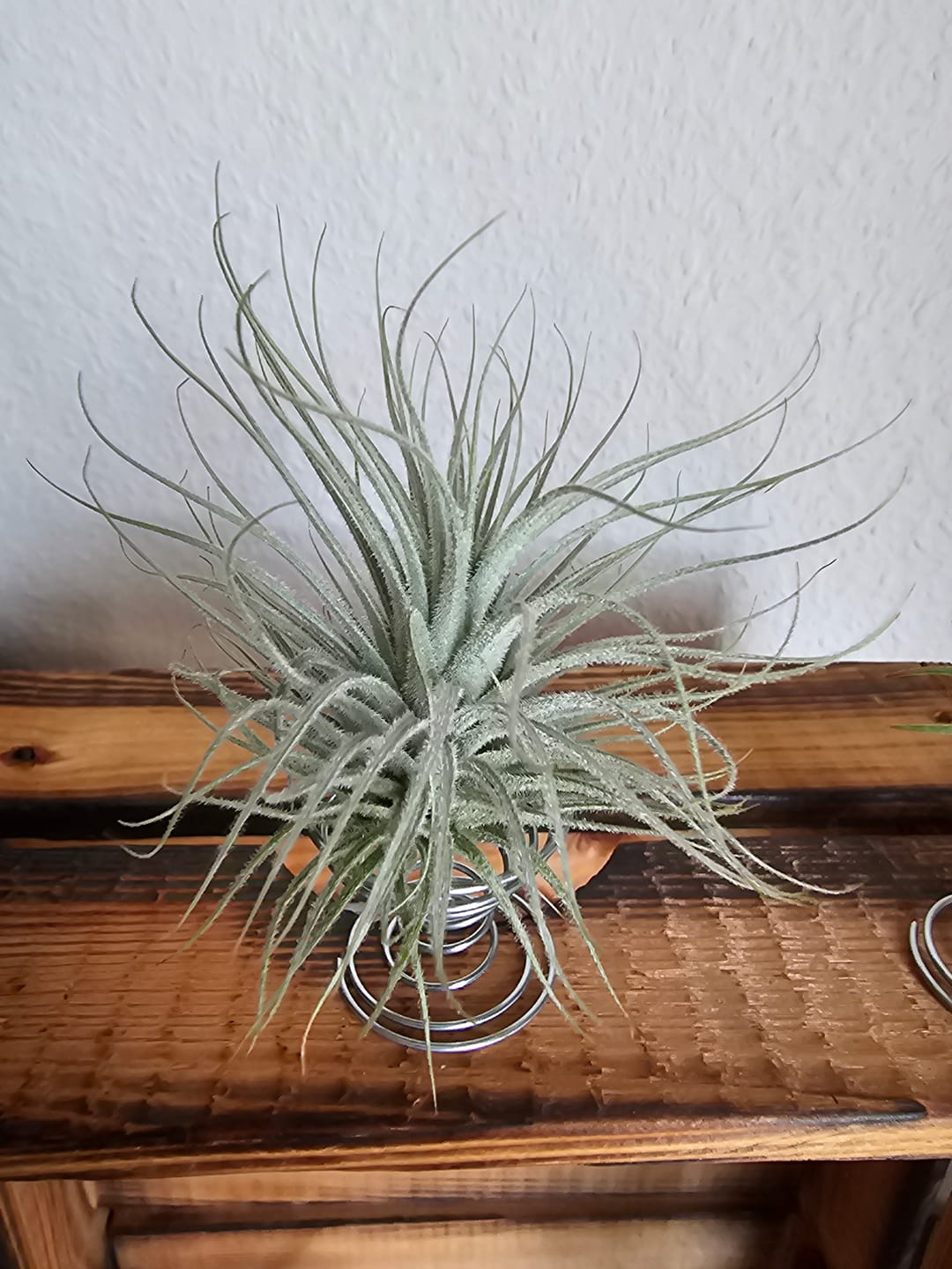 Customer photo review of Tillandsia tectorum "snow"