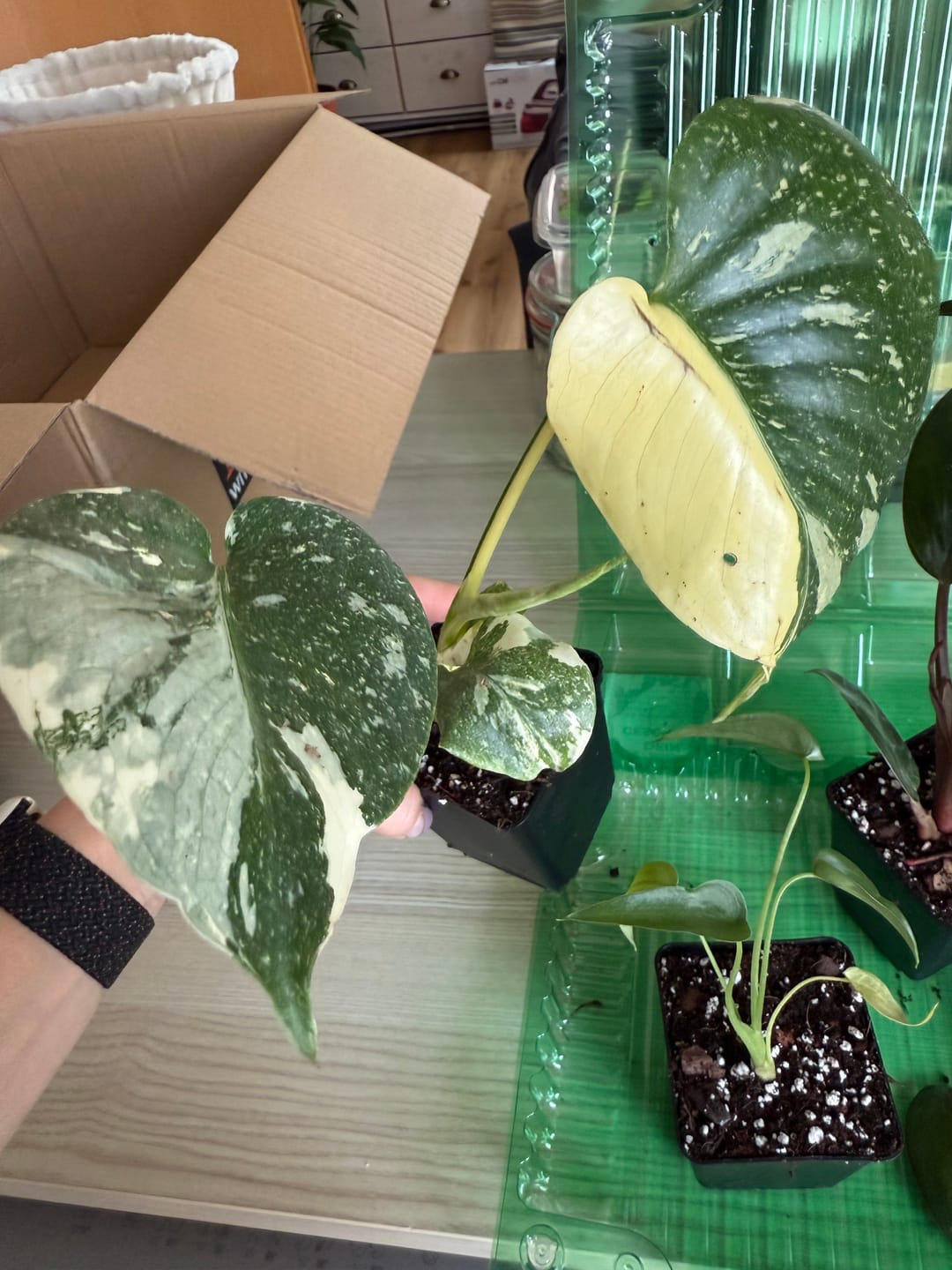 Customer photo review of MONSTERA THAI CONSTELLATION