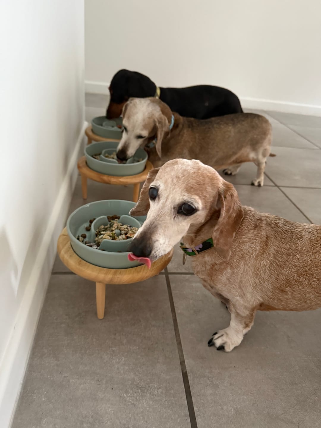 Customer photo review of Ceramic Slow Feeder Pet Bowl for Dogs and Cats