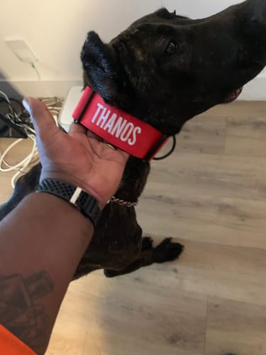 Customer photo review of Red Bully Proof Collar