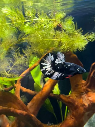 Customer photo review of Black Panther Plakat Male Betta Fish | You Pick Fish | Rare Betta