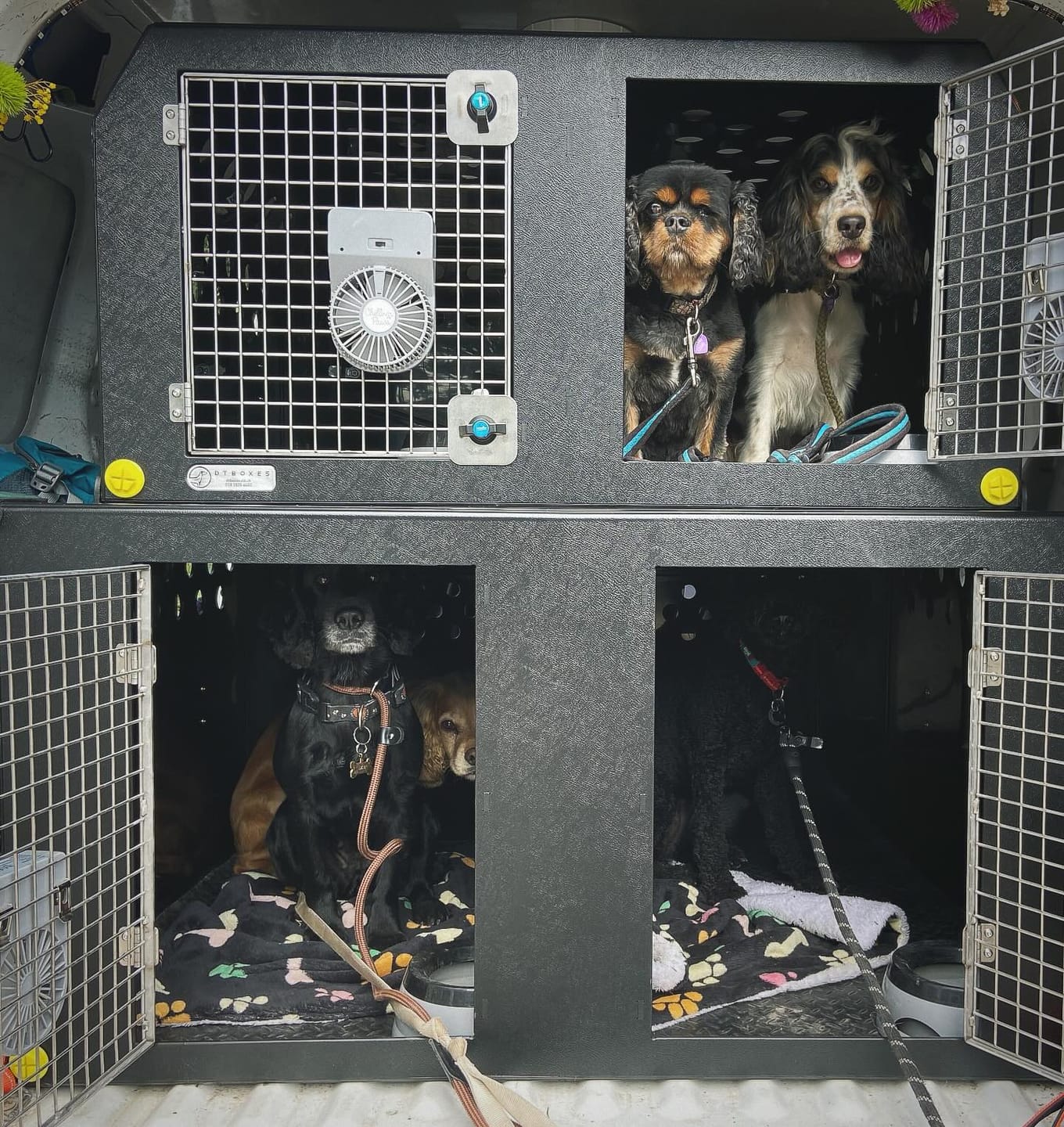 Customer photo review of Dog Van Kit | Citroën Berlingo | 2008-Present | Double stack | DT VS1