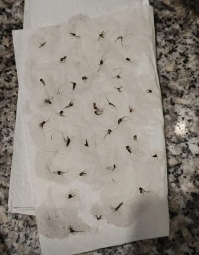 Customer photo review of Mosquito Trap Light