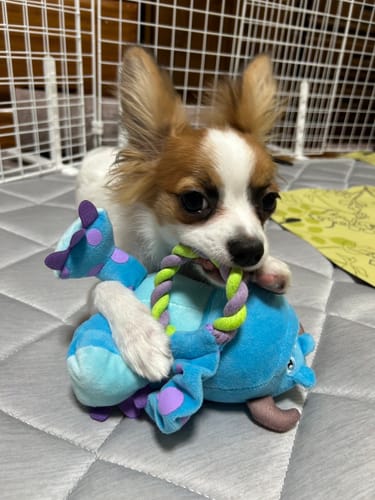 Customer photo review of 本物そっくり♪ペットクッション