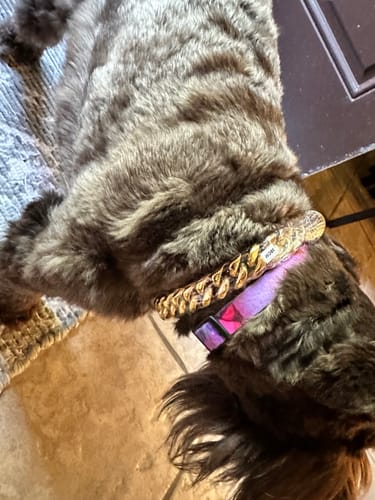 Customer photo review of Cuban Link Chain Dog Collar - Gold