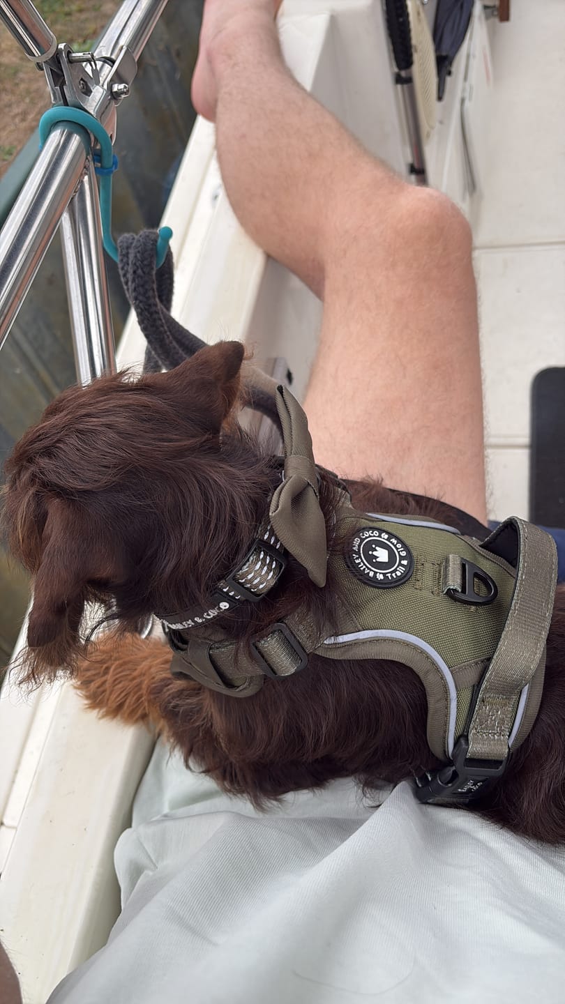 Customer photo review of Trail & Glow® Collar - The Khaki One