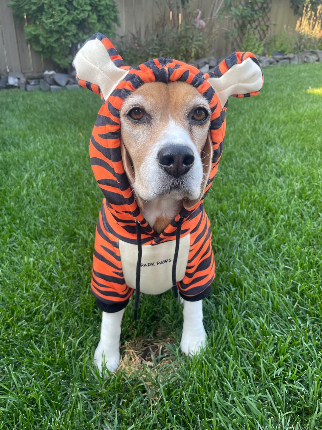 Customer photo review of Halloween Dog Hoodie - Tiger