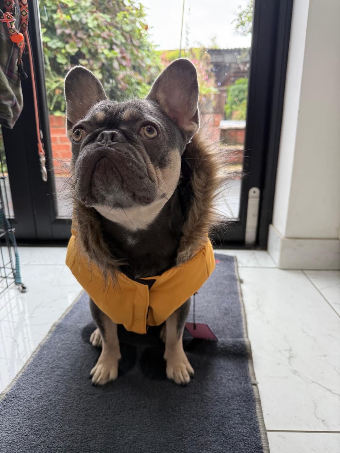 Customer photo review of Après Ski Parka Vest Dog Jacket