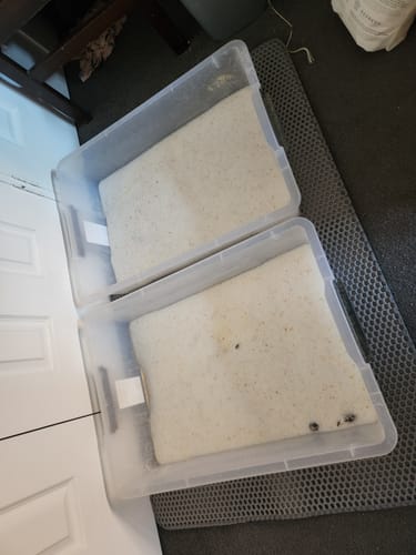 Customer photo review of 3 Month Supply - 2 Cats