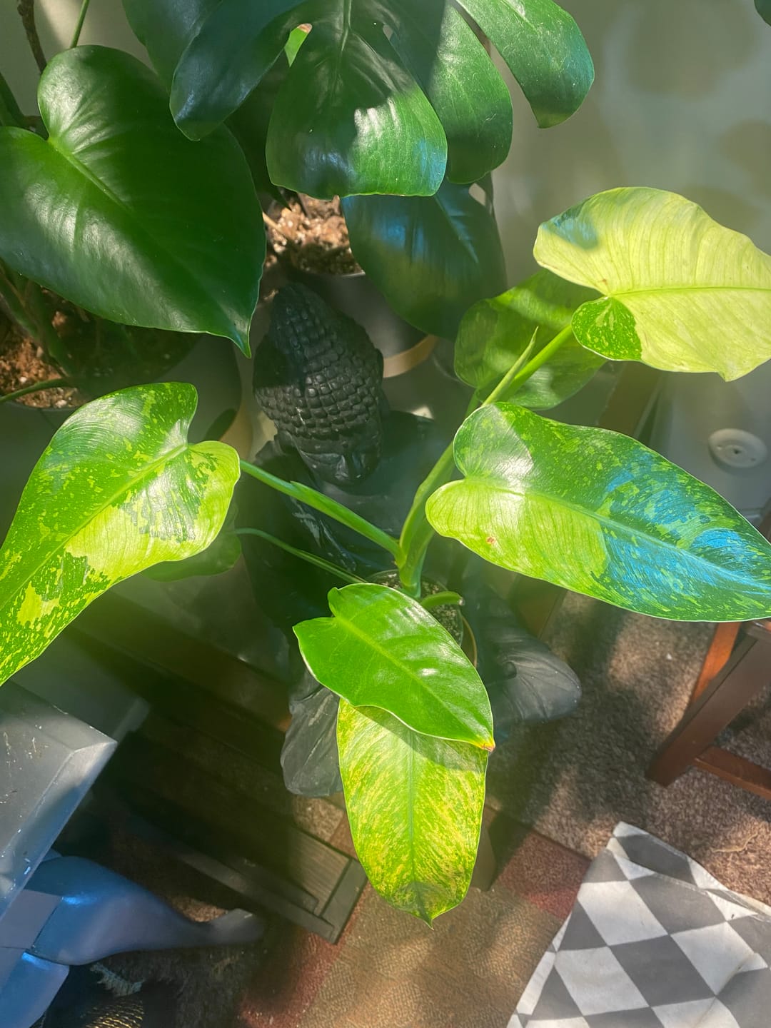 Customer photo review of Philodendron 'Jose Buono'