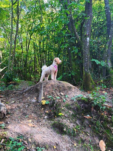 Customer photo review of Disney© Tough Trails™ Harness -  Minnie's Christmas