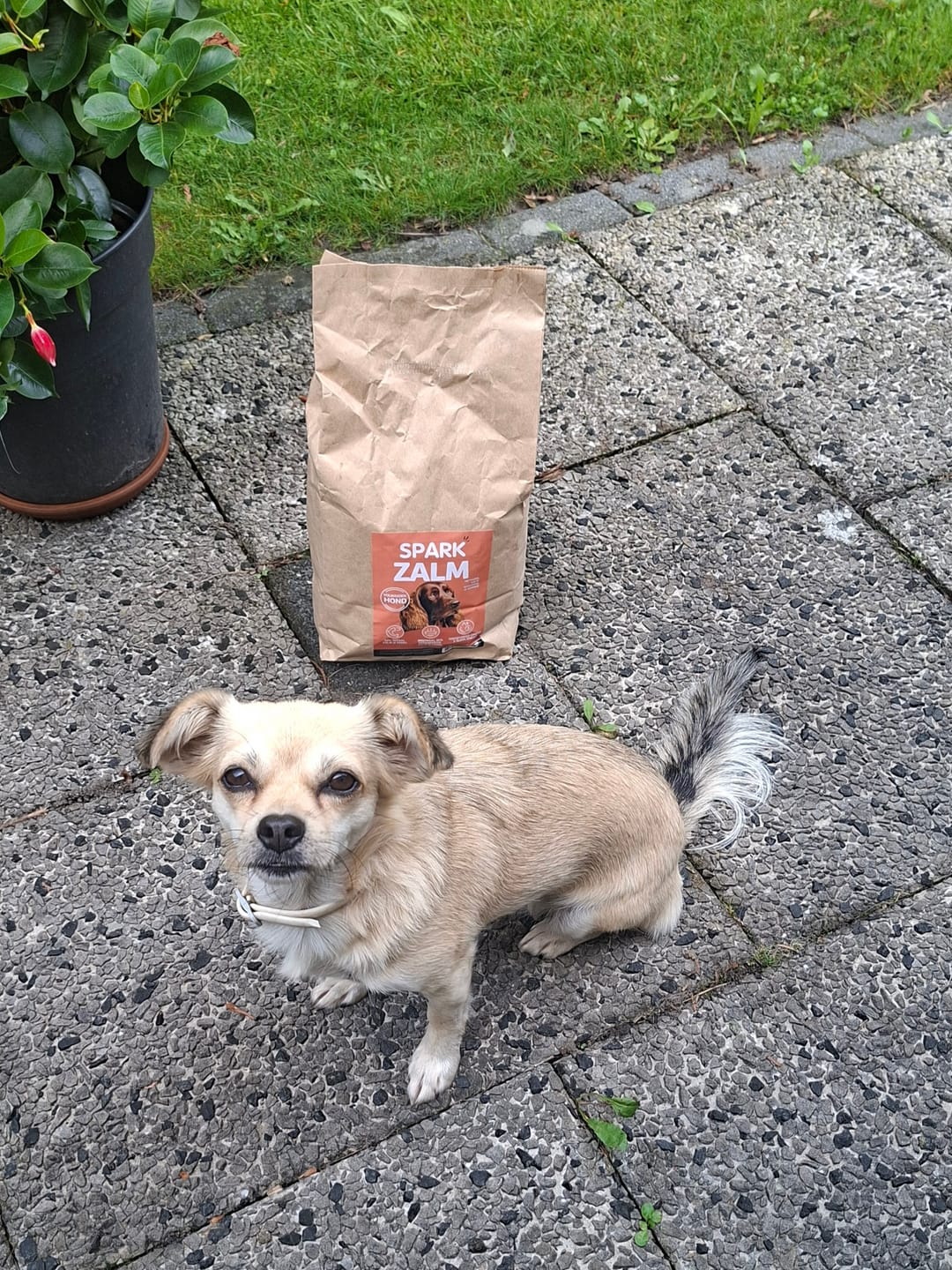 Customer photo review of Volwassen - Lamsvlees met Zoete Aardappel & Munt